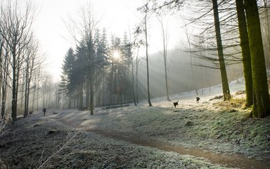 Frosty dog walking