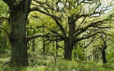 Veteran oak trees in leaf