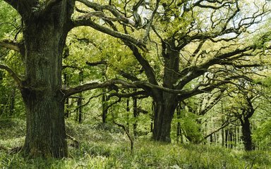 Veteran oak trees in leaf 