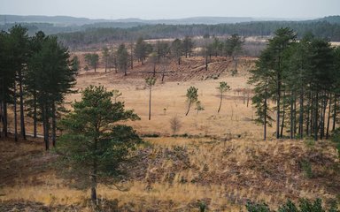 Wareham Forest - open habitat