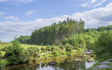 River and conifer trees