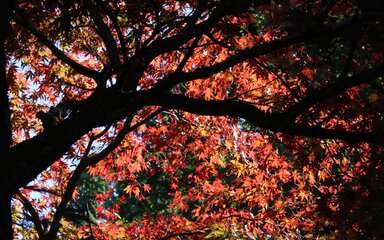 Autumn colour red tree below westonbirt