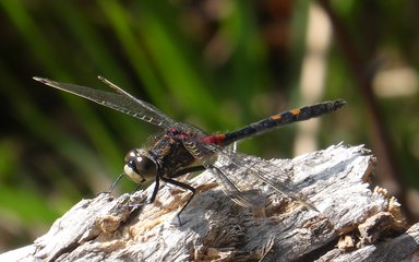 Close up of a white faced darter dragonfly on a log