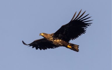 A white-tailed eagle soaring through the sky