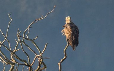 A white-tailed eagle perched in a tree