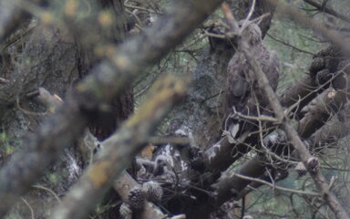 WTE chick and parent