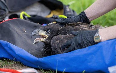 White-tailed chick being tagged. A person's gloved hands are holding the bird.