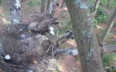 White tailed eagle