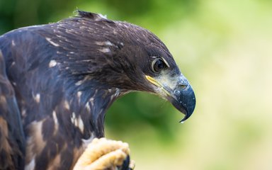 Close up of white-tailed eagle face