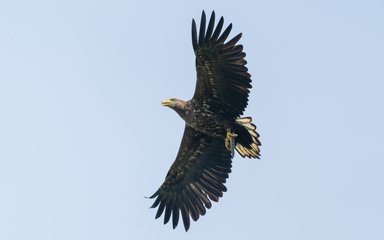 Eagle flying overhead with an eel in its talons