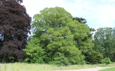 Walnut Westonbirt