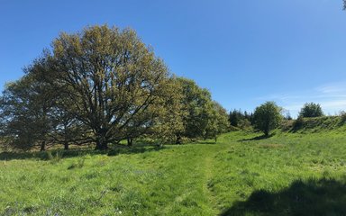 Large tree growing in a field on a hill with blue sky