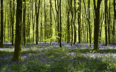 Forest floor full of bluebells at West Woods