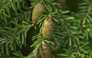 Close-up of young, green cones amongst needles on a Western hemlock tree