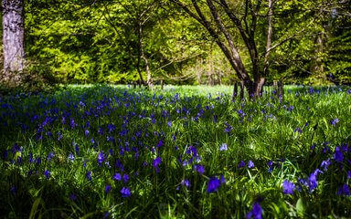 Bluebells