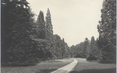 Old black and white photo showing Mitchell Drive at Westonbirt Arboretum with a path heading through a selection of trees.