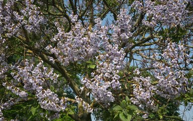 Paulownia Kawakamii Rare trees Westonbirt Arboretum Generic 