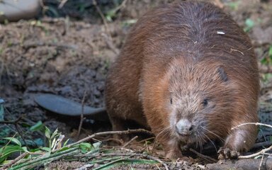 Beaver out of the water facing the camera