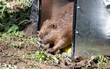 Beaver being released from a crate