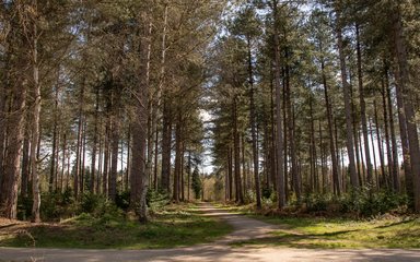 Pathway surrounded by trees