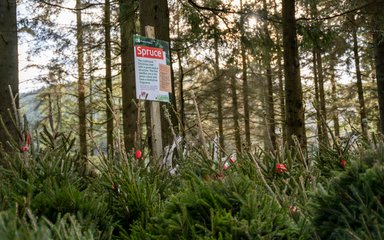 A collection of spruce trees stood together amongst tall trees in the forest.