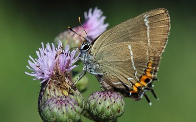 white-letter hairstreak butterfly on a thistle