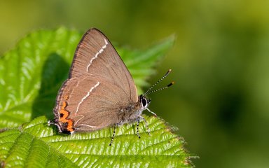 White-letter Hairstreak_credit Peter Eeles, Butterfly Conservation