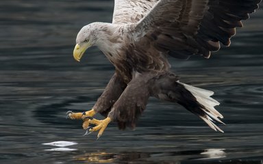 Close up of white-tailed Eagle over water