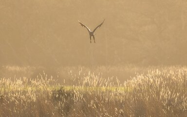 white-tailed eagle taking off from a meadow in hazy sunlight