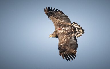 A white-tailed eagle in flight with a small, brown tracker on its back.