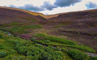 Heathland in shades of green and brown, below a grey cloudy sky.