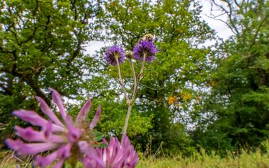 Close-up of a purple wildflower with green trees in the background