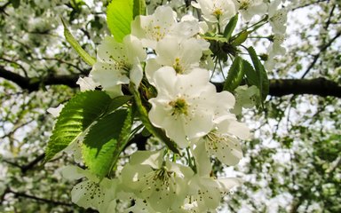 Close-up of white flowers on a wild cherry tree in full bloom