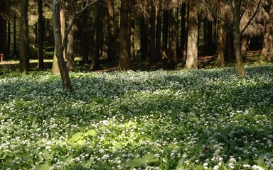 Forest floor filled with wild garlic sheltered by tree canopy 