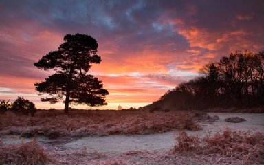 Deep pink sky with single silhouette of tree and frosty grass