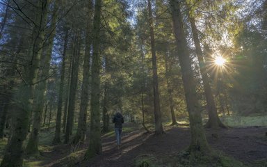 Person walking through forest