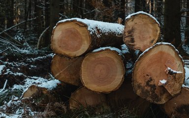A log pile in the forest, dusted with snow.