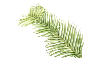 A painting of a branch of the Wollemi pine by Maggy Brooker