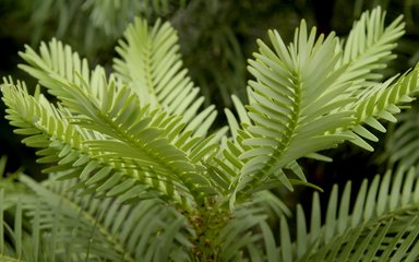 Wollemi pine younger leaves 