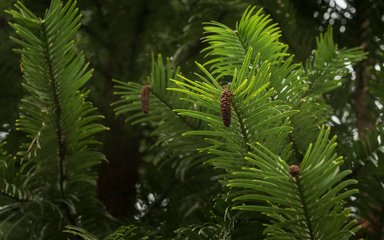 Dark image of green spiky tree; Wollemi Pine
