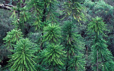 Tall Wollemi pines growing in a gorge