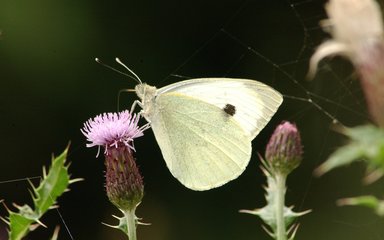 Wood white butterfly perched on a purple flower