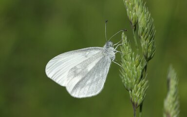 A wood white butterfly on a plant 
