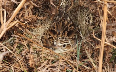 Woodlark sitting on a nest camouflaged in the undergrowth