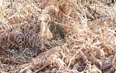 A well camouflaged woodlark sitting  on her nest in dry bracken