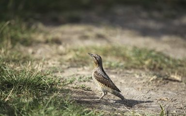 Wryneck bird