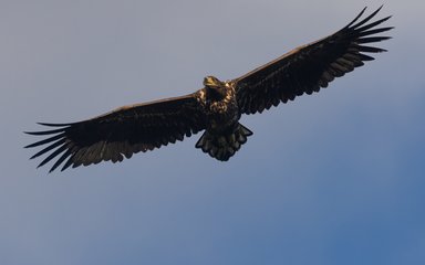 A white-tailed eagle soaring through the blue sky