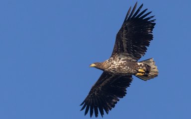 A white-tailed eagle soaring through the blue sky