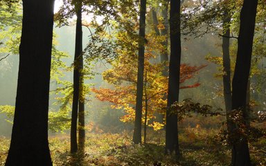 Autumn trees in Wyre Forest
