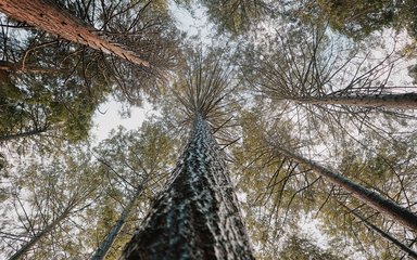 Looking skywards towards a tree canopy